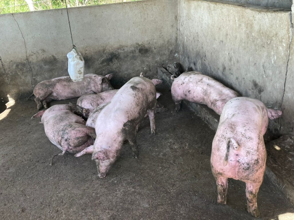 Biodigestores transformam resíduos da suinocultura em biogás e reduzem custos para criadores do Agreste