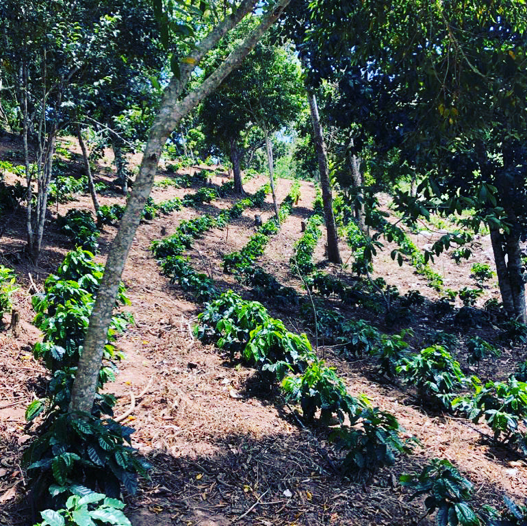 Cafés especiais movimentam economia de Taquaritinga do Norte e Triunfo 