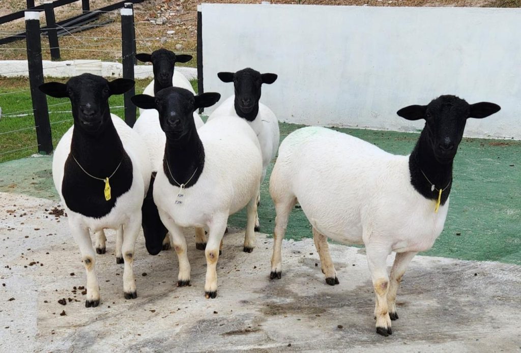 Produtores do Agreste investem em melhoramento genético dos rebanhos e se destacam na criação de ovinos e caprinos