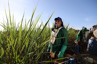 Com investimento de R$ 14,3 milhões, Governo do Estado realiza pagamento do benefício do Programa Chapéu de Palha para trabalhadores da cana-de-açúcar