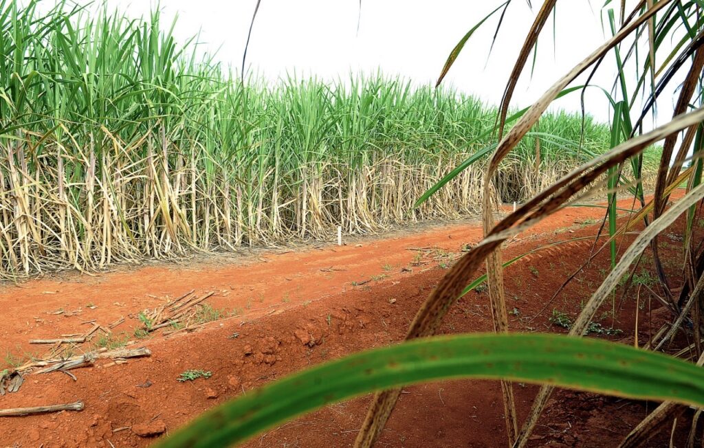 Produção nordestina de cana-de-açúcar deverá crescer 3,7% na próxima safra