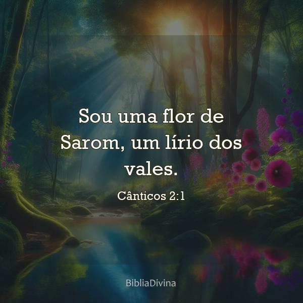 A beleza e a excelência do Salvador