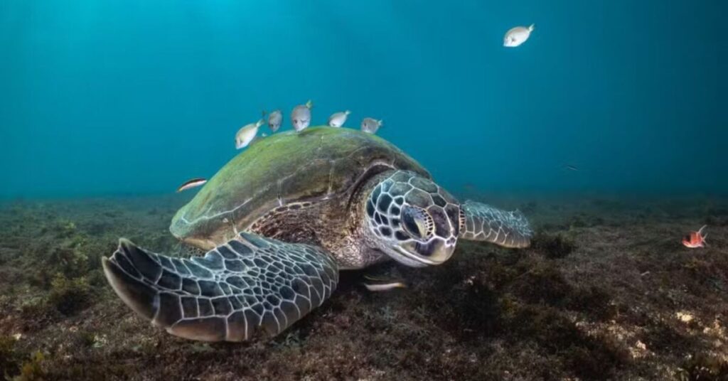 Fernando de Noronha faz 523 anos e revela um mundo escondido debaixo d’água
